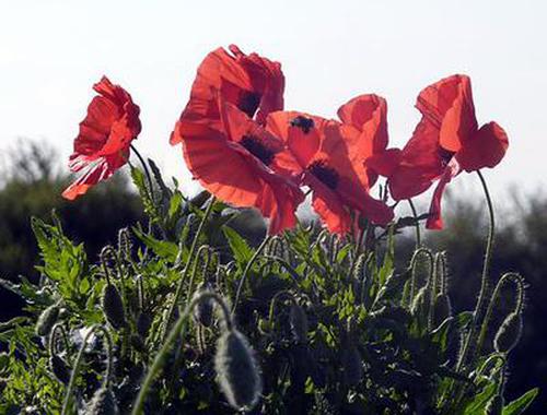 748939_da4966500.jpg